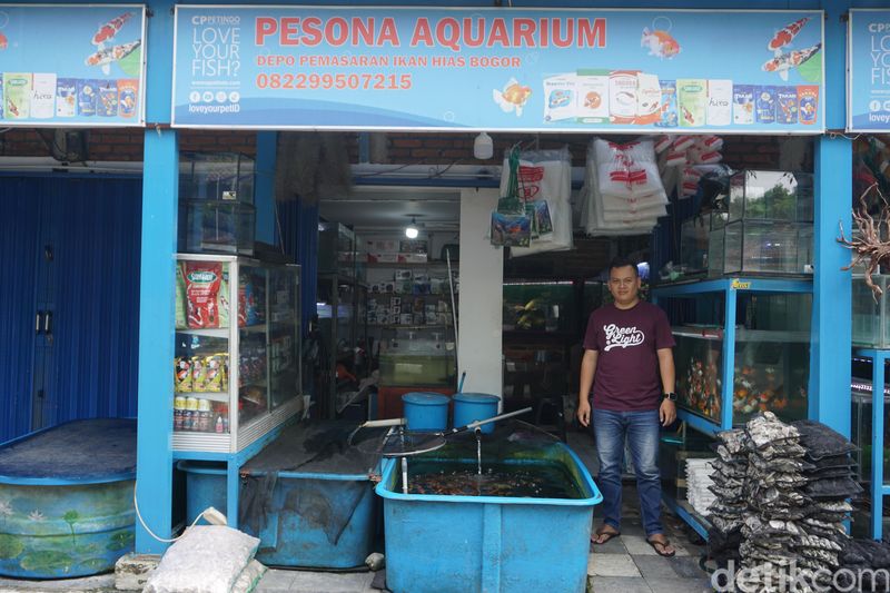 12 Tahun Merawat Usaha Keluarga, Pedagang Ikan Hias Andalkan KUR BRI