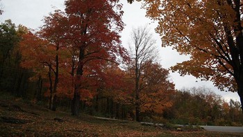 Vermont sering dilukiskan oleh film sebagai utopia yang cantik, terutama saat musim gugur, namun realitanya penduduk lokal justru berjuang keras untuk bertahan hidup. Kurangnya lapangan kerja dengan gaji tinggi, sulitnya akses layanan kesehatan, hingga layanan pos yang tidak lancar menjadi masalah nyata yang jarang tersentuh kamera. Foto: BoredPanda