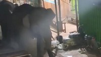 Saat 2 Gajah Liar di Sumsel Tiba-tiba Masuk Pasar, Apa Kata BKSDA?