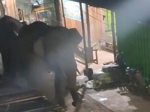 Saat 2 Gajah Liar di Sumsel Tiba-tiba Masuk Pasar, Apa Kata BKSDA?