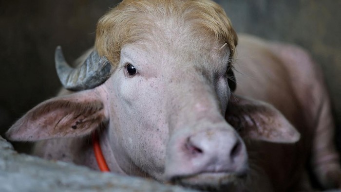 Kerbau albino dijuluki Donald Trump viral di Bangladesh jelang Idul Adha (REUTERS/Mohammad Ponir Hossain) 