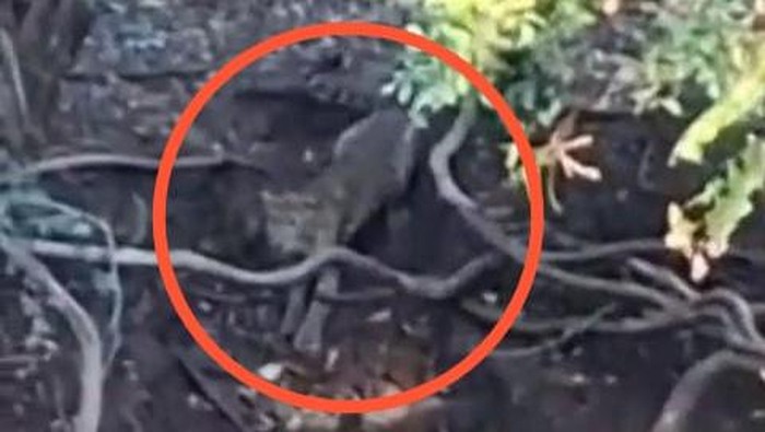 Penampakan macan tutul di hutan Cangar yang terekam kamera