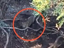 Fakta-fakta Penampakan Macan di Hutan Cangar yang Viral