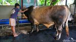 Panjul, Sapi Kurban Presiden Berbobot 1 Ton
