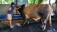 Sapi jenis Pegon cross berbobot 1.050 kilogram itu dirawat selama tiga tahun sejak didatangkan dari Kediri, Jawa Timur, dengan harga awal Rp18,5 juta.