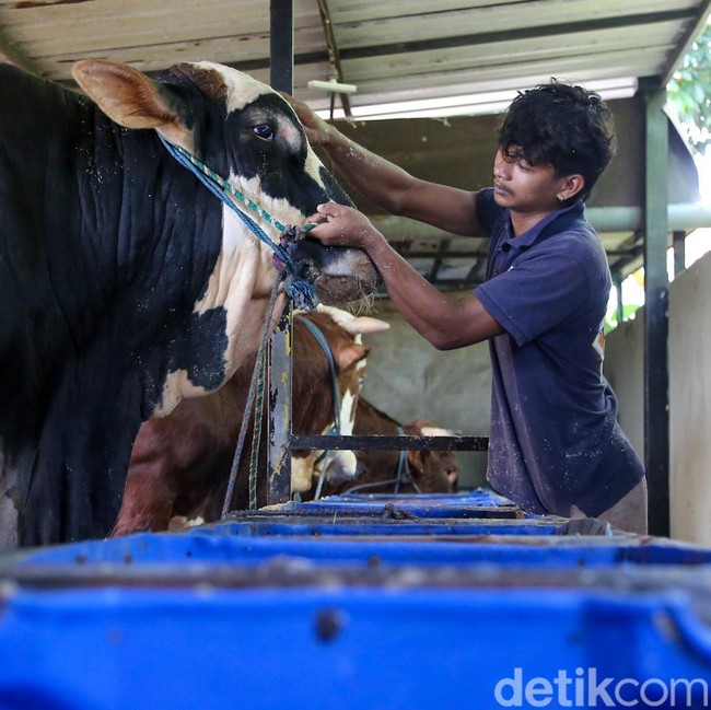 Panjul, Sapi Kurban Presiden Berbobot 1 Ton