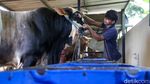Panjul, Sapi Kurban Presiden Berbobot 1 Ton