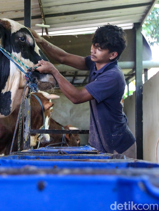 Panjul, Sapi Kurban Presiden Berbobot 1 Ton