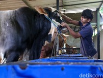 Prabowo Bagikan 1.098 Sapi Kurban, Anggaran Rp 100 M