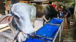 Panjul, Sapi Kurban Presiden Berbobot 1 Ton
