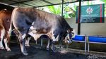 Panjul, Sapi Kurban Presiden Berbobot 1 Ton