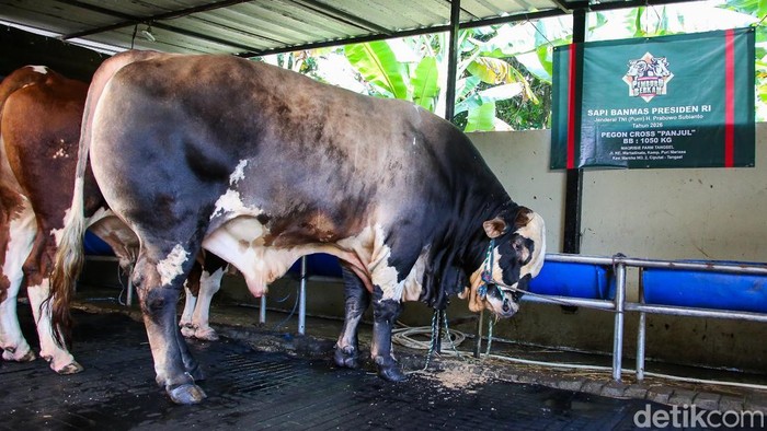 Pekerja merawat sapi kurban Presiden Prabowo Subianto di Marqibie Farm, Tangerang Selatan, Banten, Selasa (19/5/2026). Sapi kurban tersebut bernama Panjul milik peternak asal Tangerang Selatan terpilih menjadi hewan kurban Presiden Prabowo Subianto pada Iduladha 2026 dengan harga mencapai Rp120 juta.