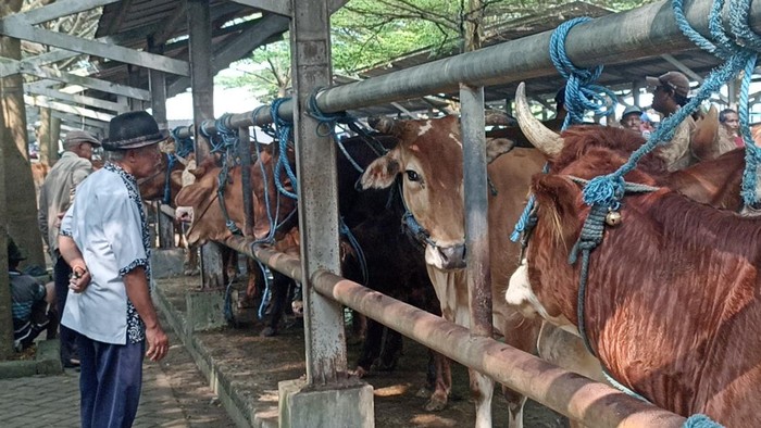 Pedagang hewan kurban di Tulungagung jelang Idul Adha