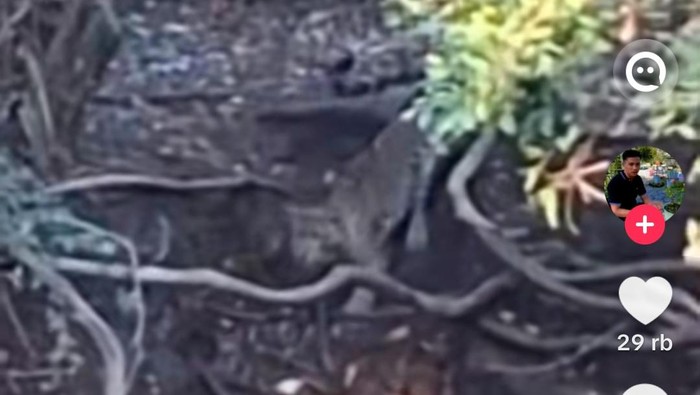 Penampakan macan di hutan cangar