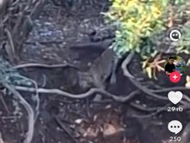 Viral Penampakan Macan di Hutan Cangar