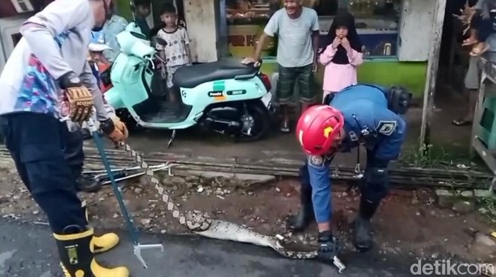 Proses evakuasi ular sanca yang masuk kios daging di Kuningan