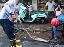 Kagetnya Ikin Temukan Reptil Besar di Belakang Kios Ayam