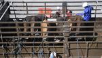 Ribuan Sapi dari NTT Padati Tanjung Priok Jelang Idul Adha