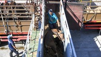 Pengiriman sapi melalui jalur laut dinilai menjadi solusi penting untuk menjaga pasokan hewan kurban tetap stabil, terutama bagi wilayah perkotaan seperti Jakarta yang memiliki permintaan tinggi namun keterbatasan sentra peternakan. Selain mempercepat distribusi, program Tol Laut juga membantu menekan biaya logistik pengangkutan ternak dari kawasan timur Indonesia. ANTARA FOTO/M Risyal Hidayat
