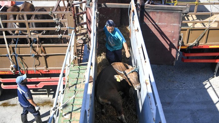 Pekerja memindahkan sapi asal Kupang, NTT ke dalam truk dari kapal Tol Laut KM. Cemara Nusantara I setibanya di Pelabuhan JICT, Tanjung Priok, Jakarta, Kamis (21/5/2026). Badan Karantina Indonesia (Barantin) mencatat lalu lintas sapi menjelang Idul Adha 2026 mencapai 198.925 ekor pada Januari-April 2026 atau meningkat 70 persen dibandingkan periode yang sama tahun sebelumnya. ANTARA FOTO/M Risyal Hidayat