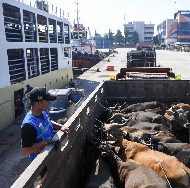 Ribuan Sapi dari NTT Padati Tanjung Priok Jelang Idul Adha
