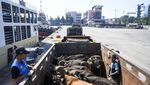 Ribuan Sapi dari NTT Padati Tanjung Priok Jelang Idul Adha
