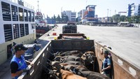Sebanyak 275 ekor sapi siap kurban diturunkan dari geladak KM Camara Nusantara 1 yang dioperasikan oleh PELNI setelah tiba di Pelabuhan Tanjung Priok, Jakarta. Hewan kurban yang berasal dari daerah pemasok utama Kupang, NTT ini mayoritas akan disalurkan ke Bekasi, Jawa Barat jelang Idul Adha. Adapun KM Camara Nusantara 1 yang dioperasikan PELNI ini memiliki rute reguler Wini - Kupang - Tanjung Priok. ANTARA FOTO/M Risyal Hidayat