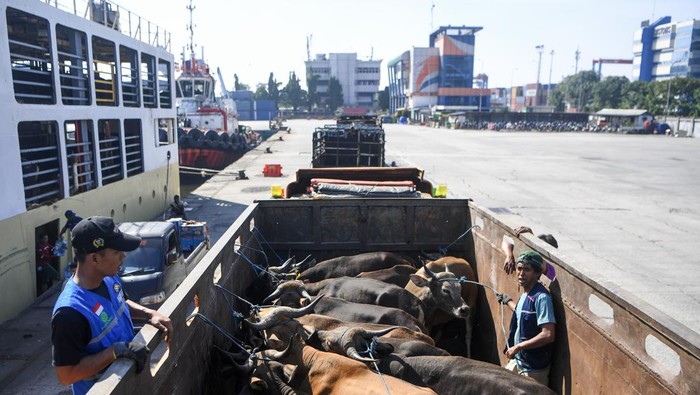 Pekerja memindahkan sapi asal Kupang, NTT ke dalam truk dari kapal Tol Laut KM. Cemara Nusantara I setibanya di Pelabuhan JICT, Tanjung Priok, Jakarta, Kamis (21/5/2026). Badan Karantina Indonesia (Barantin) mencatat lalu lintas sapi menjelang Idul Adha 2026 mencapai 198.925 ekor pada Januari-April 2026 atau meningkat 70 persen dibandingkan periode yang sama tahun sebelumnya. ANTARA FOTO/M Risyal Hidayat