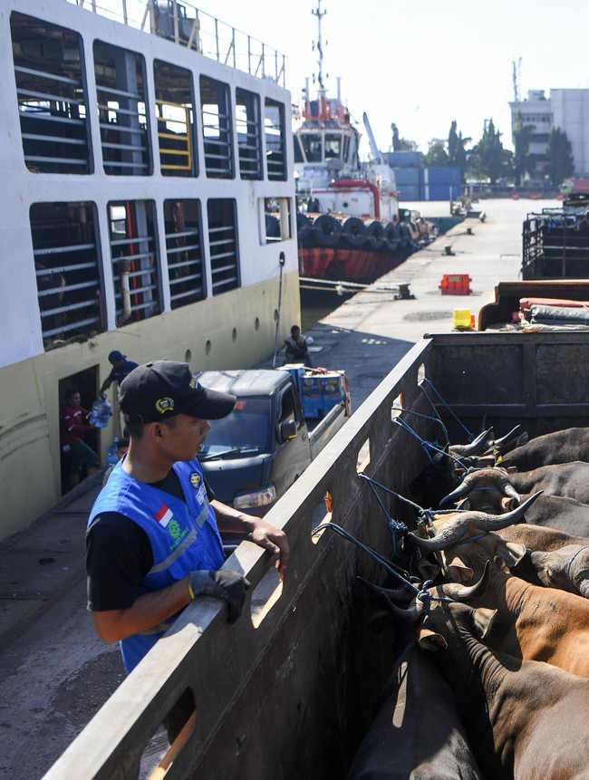 Ribuan Sapi dari NTT Padati Tanjung Priok Jelang Idul Adha