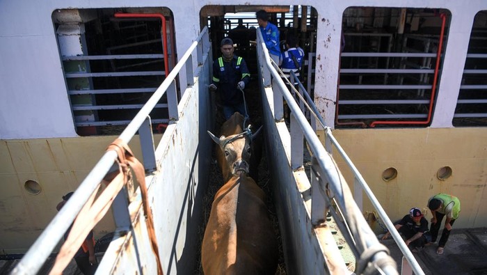 Pekerja memindahkan sapi asal Kupang, NTT ke dalam truk dari kapal Tol Laut KM. Cemara Nusantara I setibanya di Pelabuhan JICT, Tanjung Priok, Jakarta, Kamis (21/5/2026). Badan Karantina Indonesia (Barantin) mencatat lalu lintas sapi menjelang Idul Adha 2026 mencapai 198.925 ekor pada Januari-April 2026 atau meningkat 70 persen dibandingkan periode yang sama tahun sebelumnya. ANTARA FOTO/M Risyal Hidayat