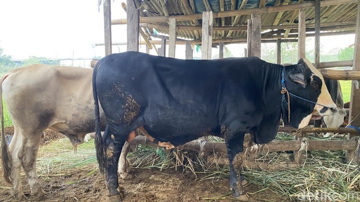 Peternakan sapi dan kambing di Jalan Pandansari, Kecamatan Gayamsari, dekat kawasan Masjid Agung Jawa Tengah (MAJT), Kota Semarang, Kamis (21/5/2026).