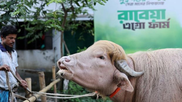 Seekor kerbau albino kurban yang diberi nama sesuai nama Presiden AS Donald Trump di Narayanganj, Bangladesh, Rabu (20/5/2026). (REUTERS/Mohammad Ponir Hossain)