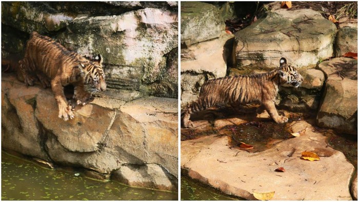 2 anak Harimau Sumatera.