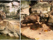 2 Anak Harimau Sumatera di Lampung Diberi Nama Puspa-Muli Sikop