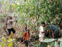 Harimau Mangsa 17 Kerbau di Muratara, Warga Takut ke Kebun