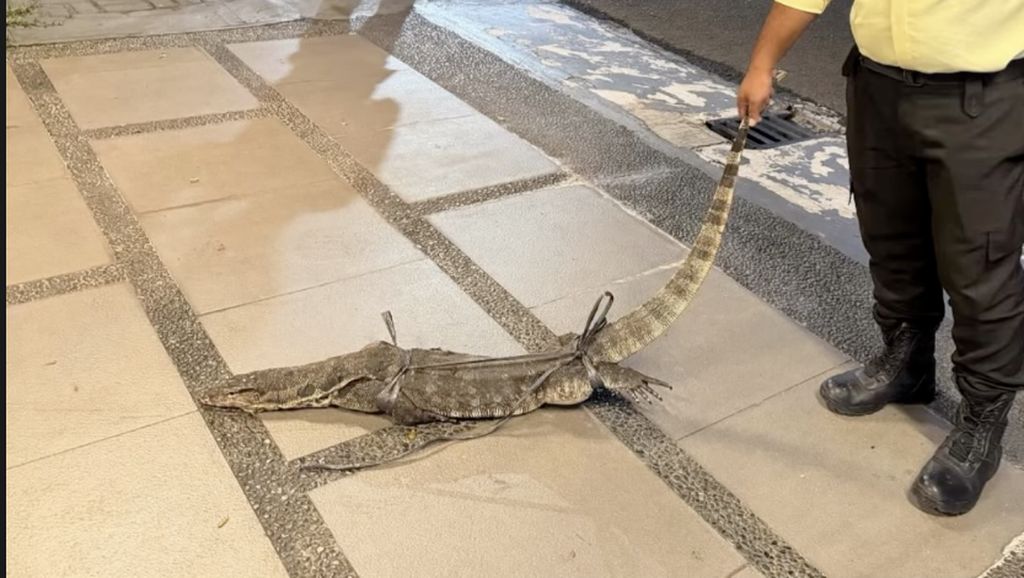 Penangkapan Biawak di Rumah Chelsea Olivia