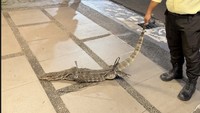 Penangkapan Biawak di Rumah Chelsea Olivia