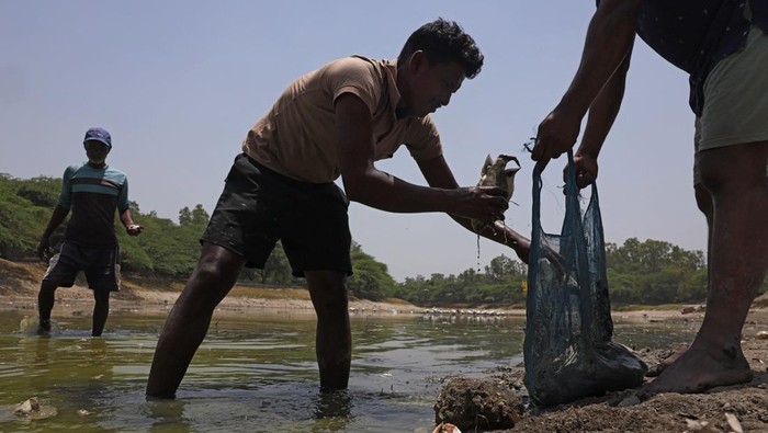 Sejumlah pekerja mengangkat ikan mati dari bagian Danau Sanjay yang mengering akibat cuaca panas. New Delhi, India, Jumat (22/5/2026).