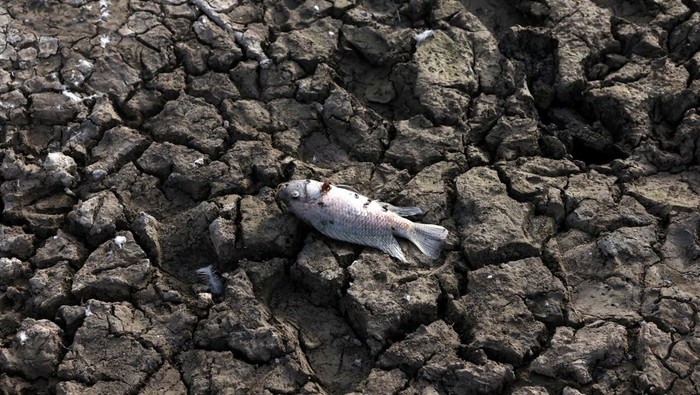 Sejumlah pekerja mengangkat ikan mati dari bagian Danau Sanjay yang mengering akibat cuaca panas. New Delhi, India, Jumat (22/5/2026).