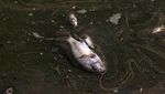 Danau Sanjay Mengering, Ikan Mati Bermunculan di New Delhi