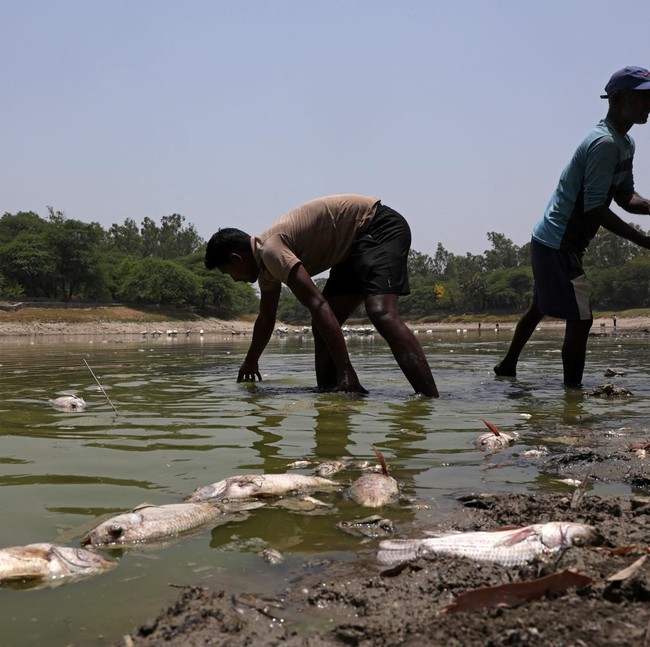 Danau Sanjay Mengering, Ikan Mati Bermunculan di New Delhi