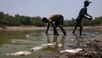 Danau Sanjay Mengering, Ikan Mati Bermunculan di New Delhi