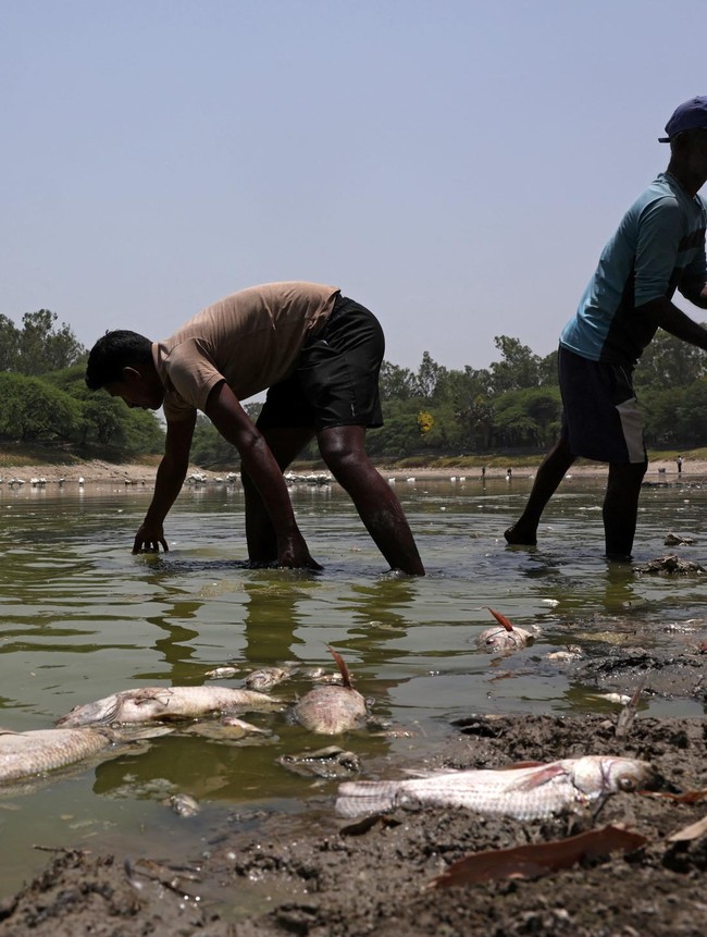 Danau Sanjay Mengering, Ikan Mati Bermunculan di New Delhi