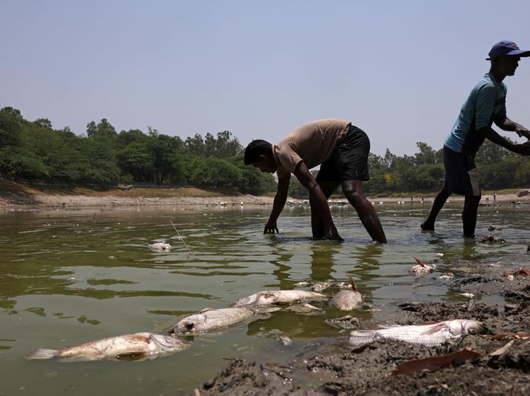 Danau Sanjay Mengering, Ikan Mati Bermunculan di New Delhi