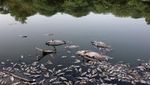 Danau Sanjay Mengering, Ikan Mati Bermunculan di New Delhi
