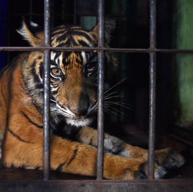 Terjebak Jerat Babi, Anak Harimau Sumatera Berhasil Dievakuasi BKSDA