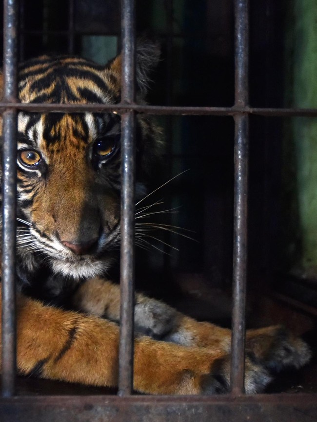 Terjebak Jerat Babi, Anak Harimau Sumatera Berhasil Dievakuasi BKSDA