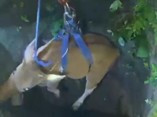 Evakuasi sapi jantan milik warga Desa Taman, Abiansemal, oleh petugas Diskarmat Badung berjalan dramatis, Kamis (21/5/2026). (Tangkapan layar)