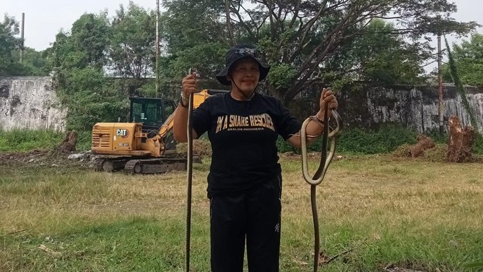 Penampakan ular yang ditemukan di Benteng Vastenburg Solo.
