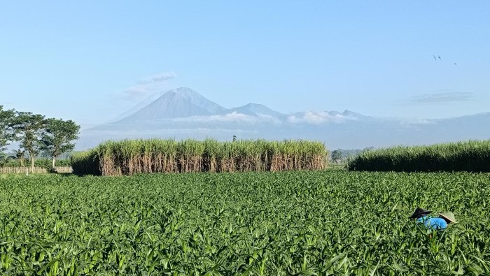 Gunung semeru erupsi pagi ini